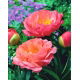 Piwonia, Paeonia - Coral Sunset - sadzonka - GIGA paczka! - 50 szt.