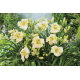 Liliowiec Arctic Snow - GIGA paczka! - 50 szt.