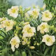 Liliowiec Arctic Snow - GIGA paczka! - 50 szt.