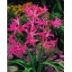 Nerine Bowdenii - GIGA paczka! - 50 szt.