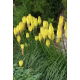 Kniphofia żółta - Minister Verschuur - GIGA paczka! - 50 szt.