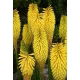 Kniphofia żółta - Minister Verschuur - GIGA paczka! - 50 szt.