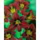 Liliowiec Black Prince - GIGA paczka! - 50 szt.