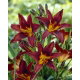 Liliowiec Black Prince - GIGA paczka! - 50 szt.