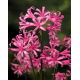 Nerine Bowdenii - GIGA paczka! - 50 szt.