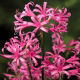 Nerine Bowdenii - GIGA paczka! - 50 szt.