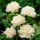 Piwonia, Paeonia - Festiva Maxima - sadzonka - duża paczka! - 10 szt.