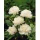 Piwonia, Paeonia - Festiva Maxima - sadzonka - GIGA paczka! - 50 szt.