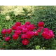 Piwonia, Paeonia - Karl Rosenfield - sadzonka - duża paczka! - 10 szt.