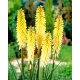 Kniphofia Percy's Pride - GIGA paczka! - 50 szt.