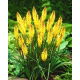 Kniphofia żółta - Minister Verschuur - GIGA paczka! - 50 szt.