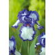 Kosaciec, Irys - Blue and White - GIGA paczka! - 50 szt.