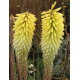 Kniphofia Percy's Pride - GIGA paczka! - 50 szt.