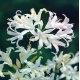 Nerine Alba - GIGA paczka! - 50 szt.