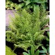 Paproć zielona - Ostrich Plume - GIGA paczka! - 50 szt.