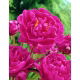 Piwonia, Paeonia - Karl Rosenfield - sadzonka - duża paczka! - 10 szt.