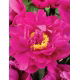 Piwonia, Paeonia - Karl Rosenfield - sadzonka - GIGA paczka! - 50 szt.