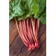 Rabarbar Red Champagne - sadzonka - GIGA paczka! - 50 szt.
