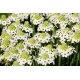 Śniedek Saundersa - Ornithogalum saundersiae - GIGA paczka! - 50 szt.