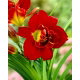 Liliowiec Highland Lord - GIGA paczka! - 50 szt.