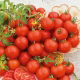 Pomidor Harzfeuer F1 - gruntowy, znany i ceniony w Europie