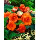Begonia pełna - pomarańczowa - GIGA paczka! - 100 szt.