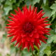 Dalia - Red Pygmy