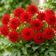 Dalia - Red Pygmy - GIGA paczka! - 50 szt.
