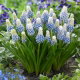 Szafirek - Muscari Mountain Lady - GIGA paczka! - 500 szt.