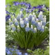 Szafirek - Muscari Mountain Lady - GIGA paczka! - 500 szt.