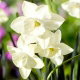 Narcyz Silver Bouquet - GIGA paczka! - 250 szt.