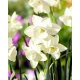 Narcyz Silver Bouquet - 5 szt.