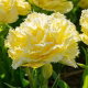 Tulipan Lemon Shoot - duża paczka! - 50 szt.