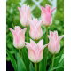 Tulipan Ballade Lady - 5 szt.