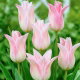 Tulipan Ballade Lady - 5 szt.