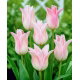 Tulipan Ballade Lady - duża paczka! - 50 szt.