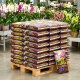 Podłoże do orchidei i storczyków - Compo Sana - 5 litrów - paleta 60 szt.