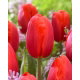 Tulipan Felicidad - GIGA paczka! - 250 szt.