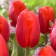 Tulipan Felicidad - GIGA paczka! - 250 szt.