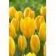 Tulipan Golden Purissima - GIGA paczka! - 250 szt.