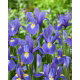 Irys holenderski - Blue Magic - 10 szt.