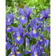 Irys holenderski - Blue Magic - duża paczka! - 100 szt.