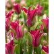 Tulipan Green Love - duża paczka! - 50 szt.