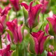 Tulipan Green Love - GIGA paczka! - 250 szt.
