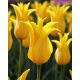 Tulipan Inimitable - duża paczka! - 50 szt.