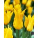 Tulipan La Perla - 5 szt.
