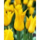 Tulipan La Perla - GIGA paczka! - 250 szt.