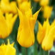 Tulipan La Perla - 5 szt.