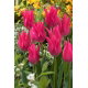 Tulipan liliokształtny różowy - Lilyflowering pink - 5 szt.