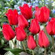 Tulipan March of Time - GIGA paczka! - 250 szt.